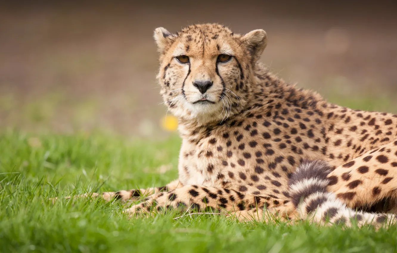 Photo wallpaper cat, grass, Cheetah