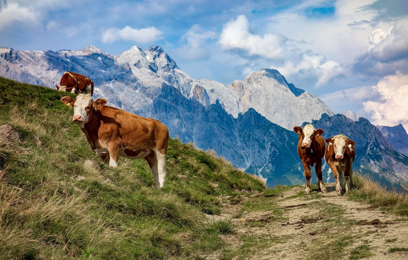 Photo wallpaper mountains, Austria, cows