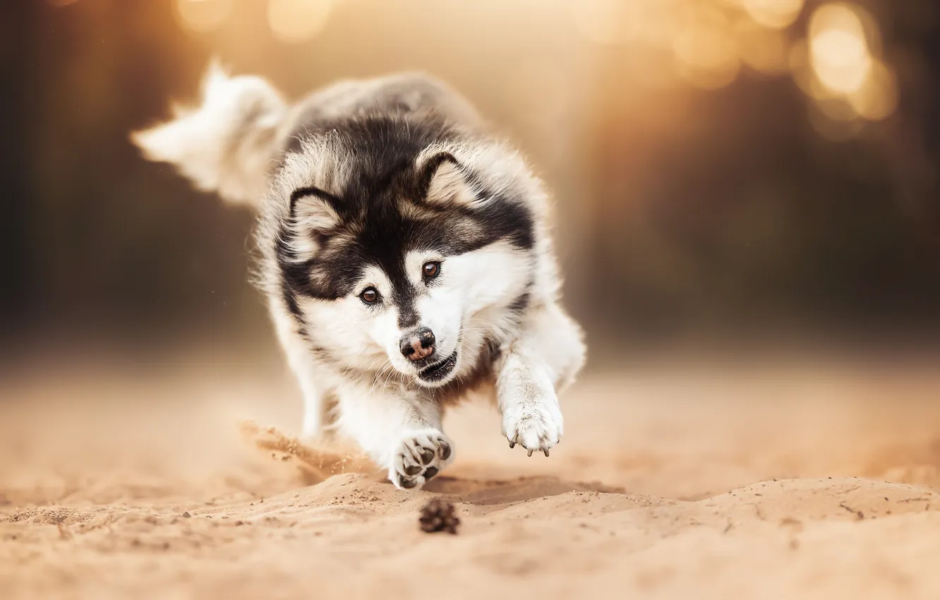 Photo wallpaper sand, face, dog, walk, husky