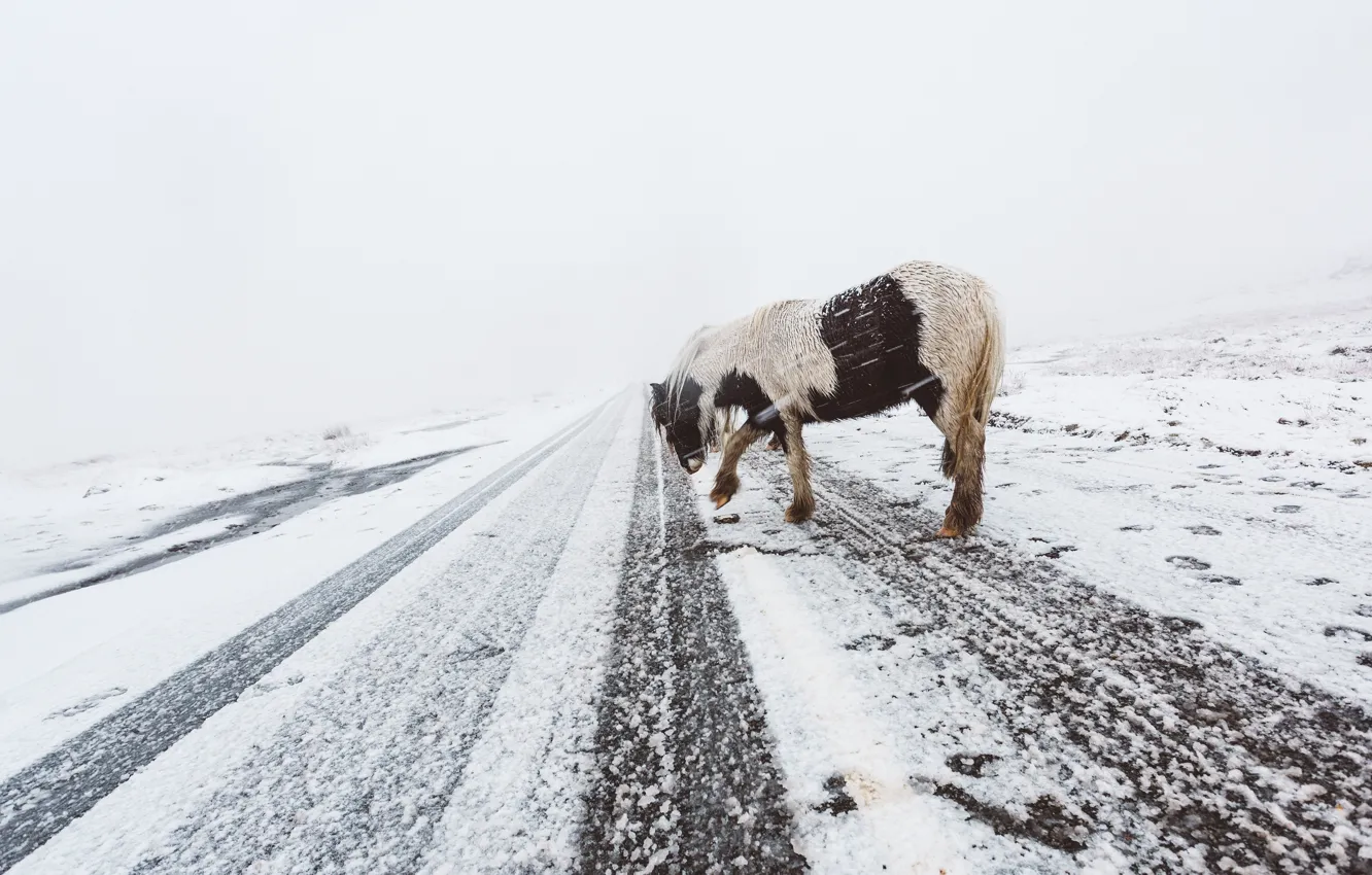 Photo wallpaper winter, road, snow, nature, pose, horse, horse, pony