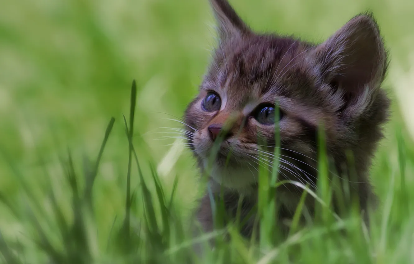 Photo wallpaper grass, muzzle, kitty, wild cat, bokeh, forest cat
