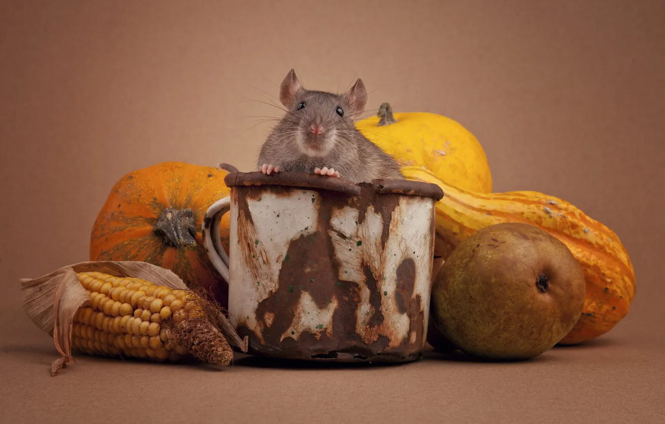 Photo wallpaper pose, mouse, mouse, muzzle, still life, rat