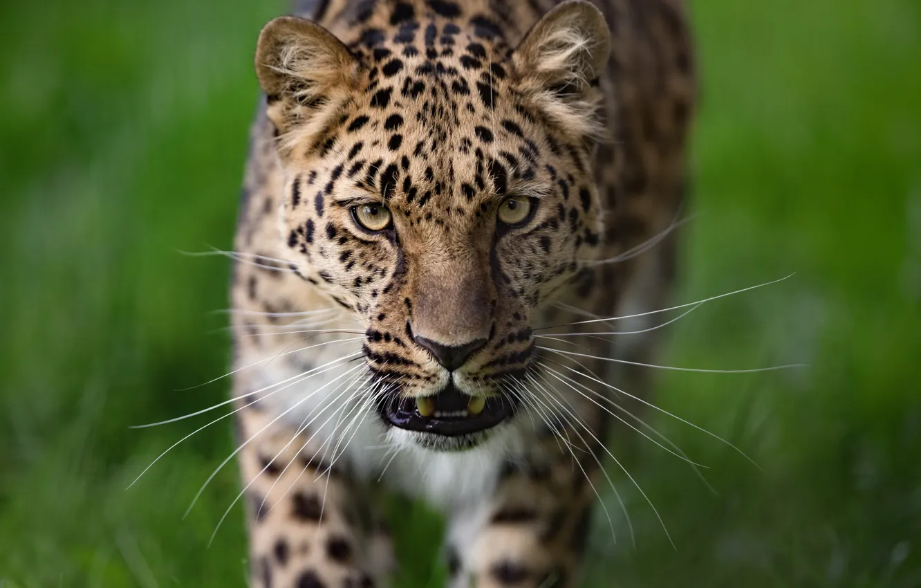 Photo wallpaper mustache, look, face, background, Leopard, wild cat