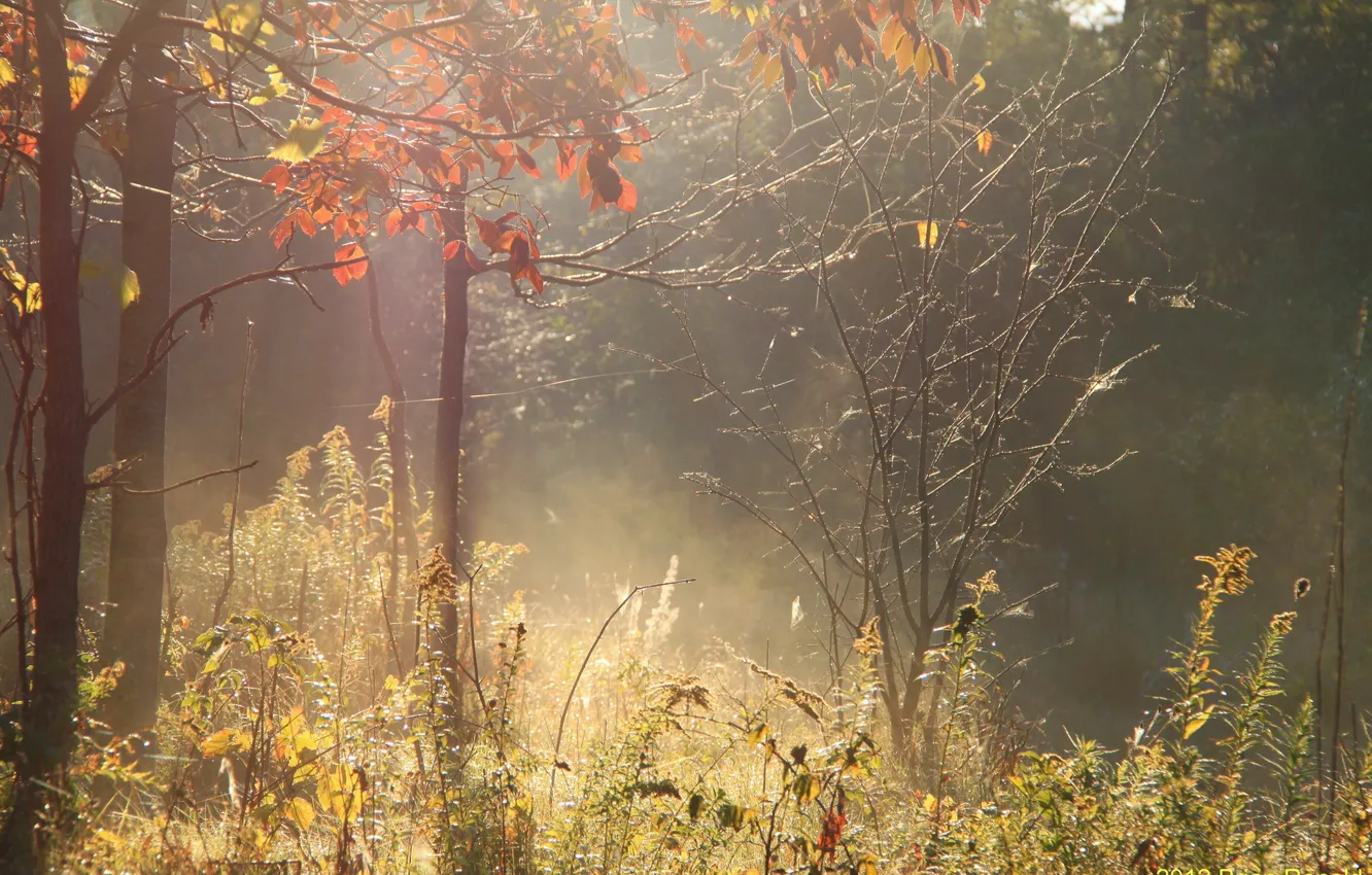 Photo wallpaper autumn, forest, light, nature
