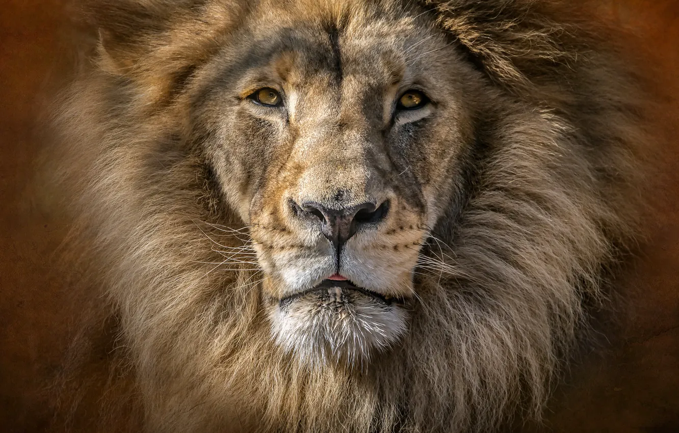 Photo wallpaper portrait, predator, Leo, king, mane