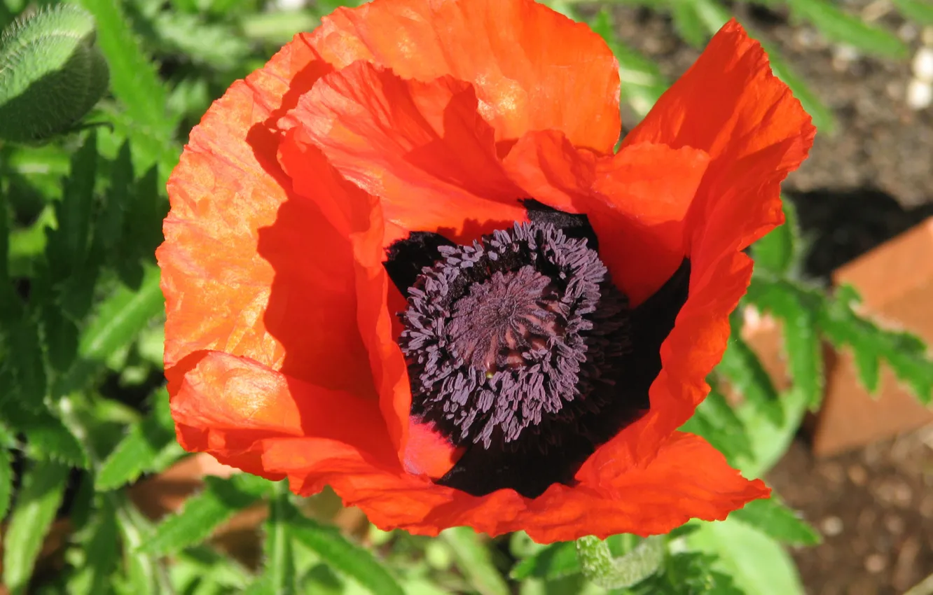 Photo wallpaper flowers, red, Mac