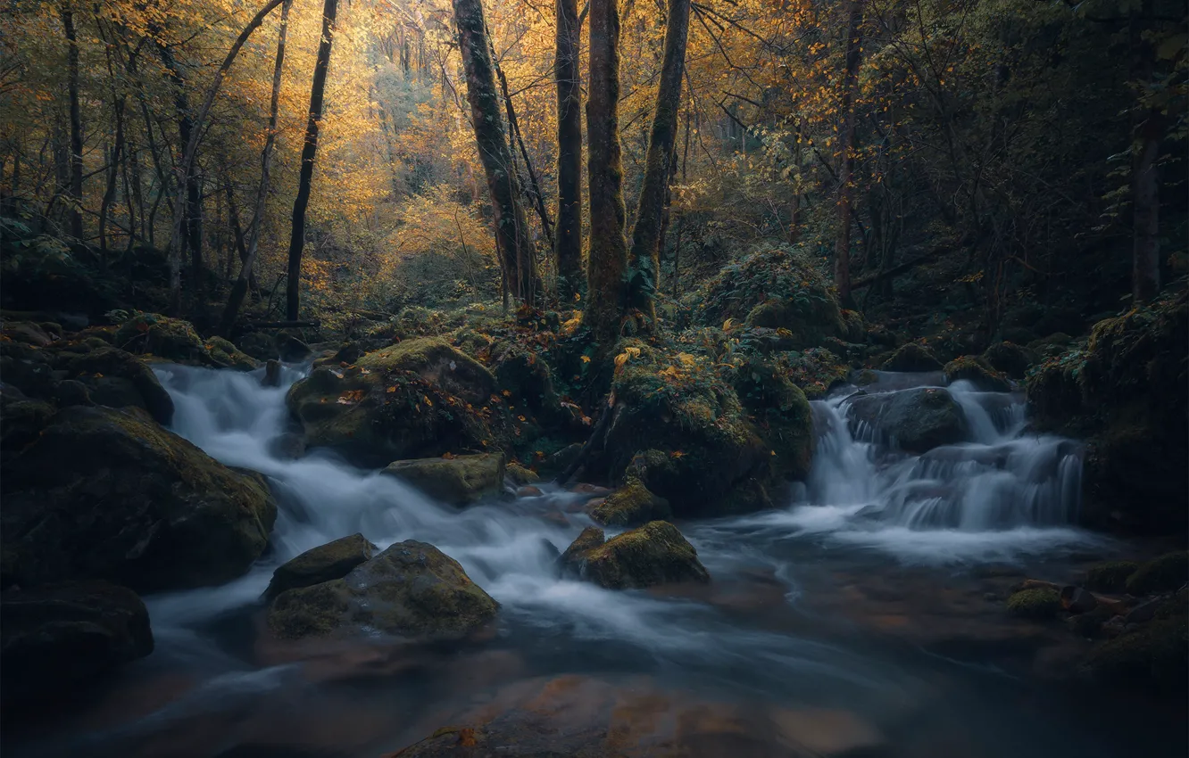 Photo wallpaper autumn, forest, trees, stream, stones, cascade