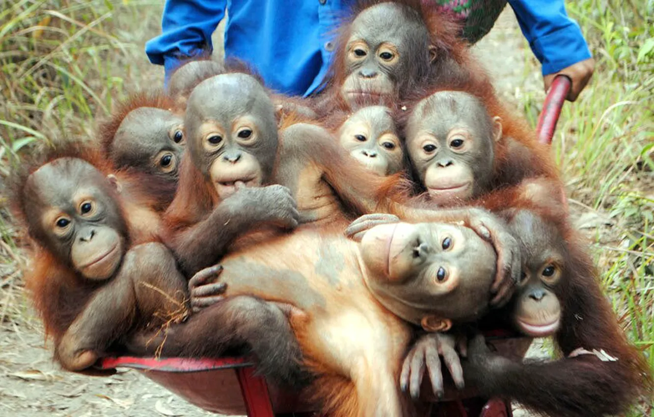 Photo wallpaper animals, fun, wildlife, potd, orangutans