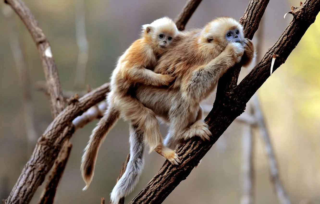 Photo wallpaper monkey, monkeys, monkey, monkeys, primates, Gibbon, primates, gibbon