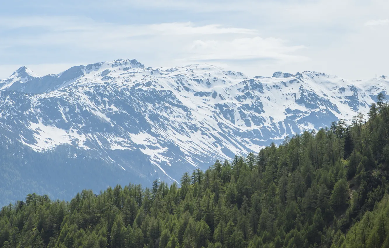 Photo wallpaper forest, mountains, nature