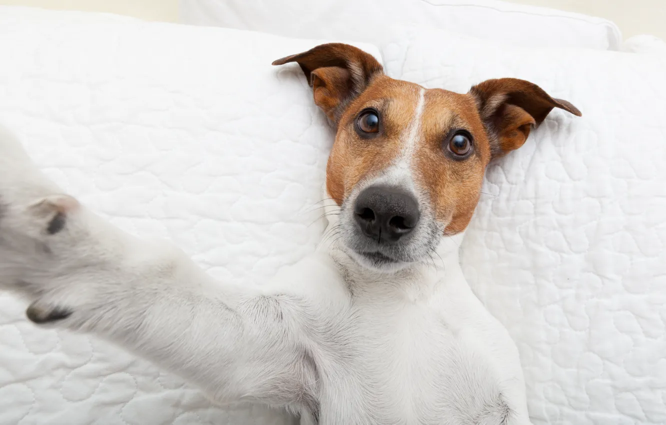 Photo wallpaper look, animal, dog, paws, selfie