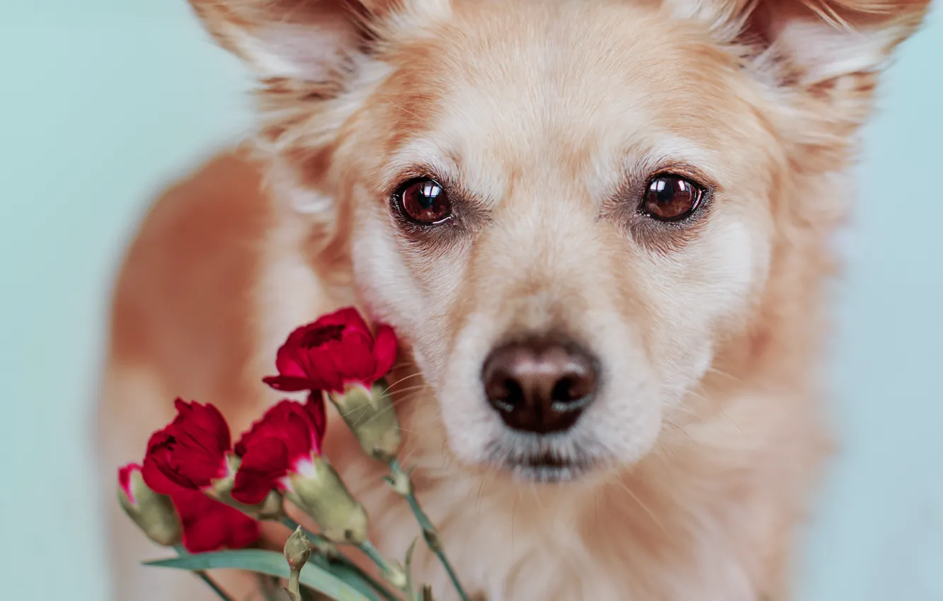 Photo wallpaper flowers, portrait, dog, bouquet