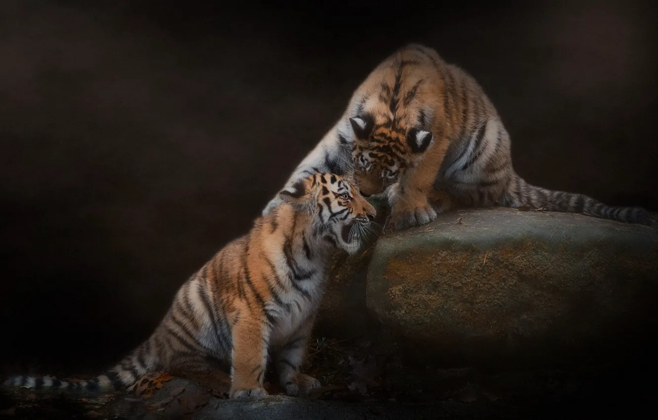 Photo wallpaper tiger, pose, the dark background, stones, the game, treatment, a couple, tiger