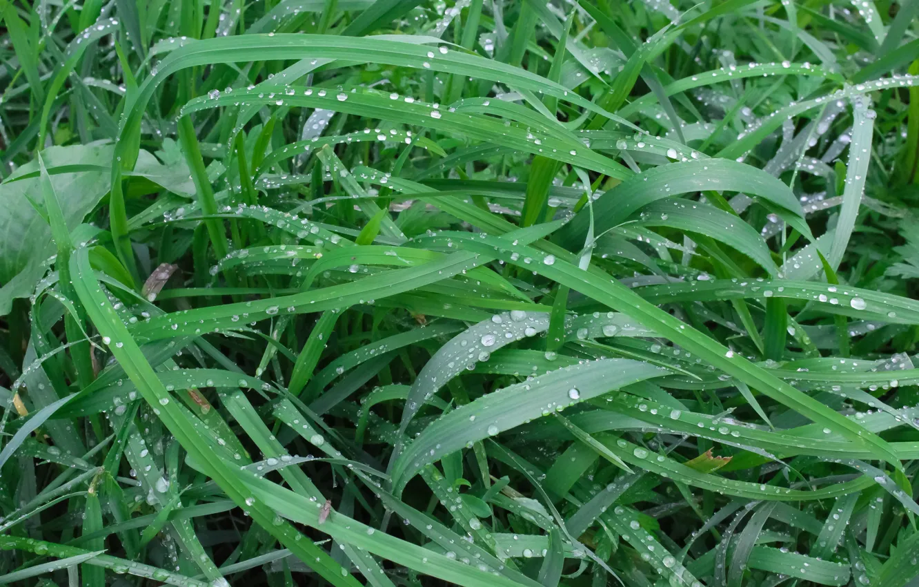 Photo wallpaper Grass, The Wallpapers, Raindrops