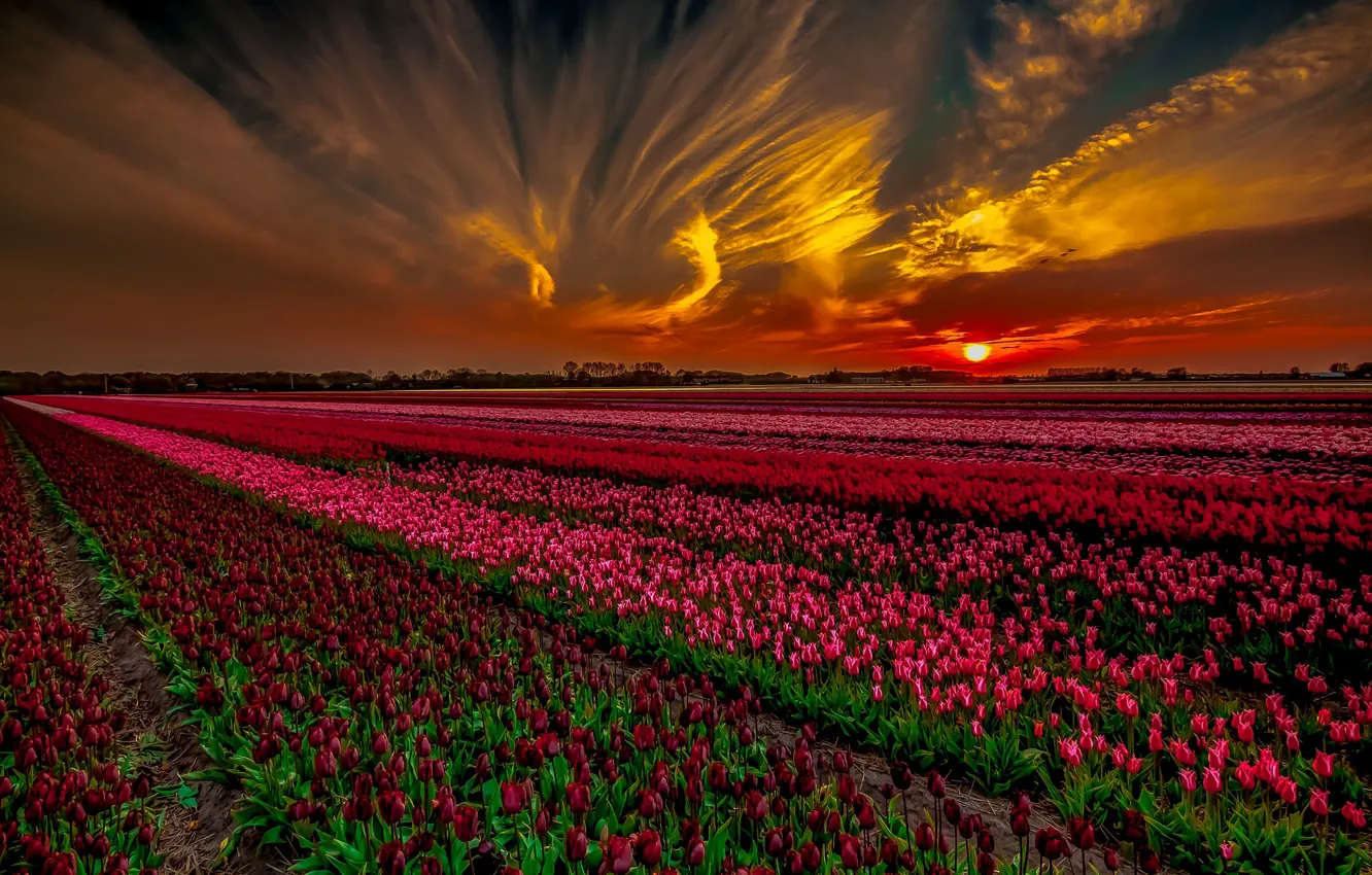 Photo wallpaper field, sunset, tulips