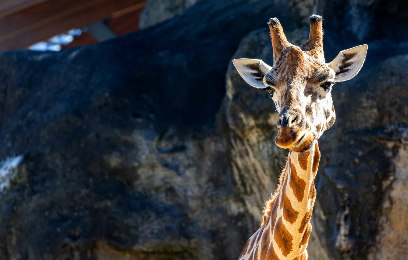 Photo wallpaper look, face, light, stones, rocks, portrait, giraffe, zoo