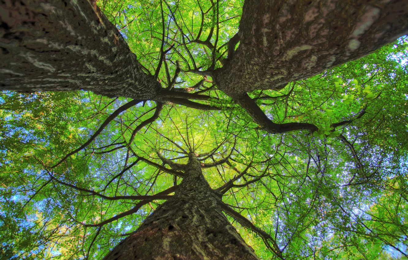 Photo wallpaper the sky, leaves, trees, trunk, crown