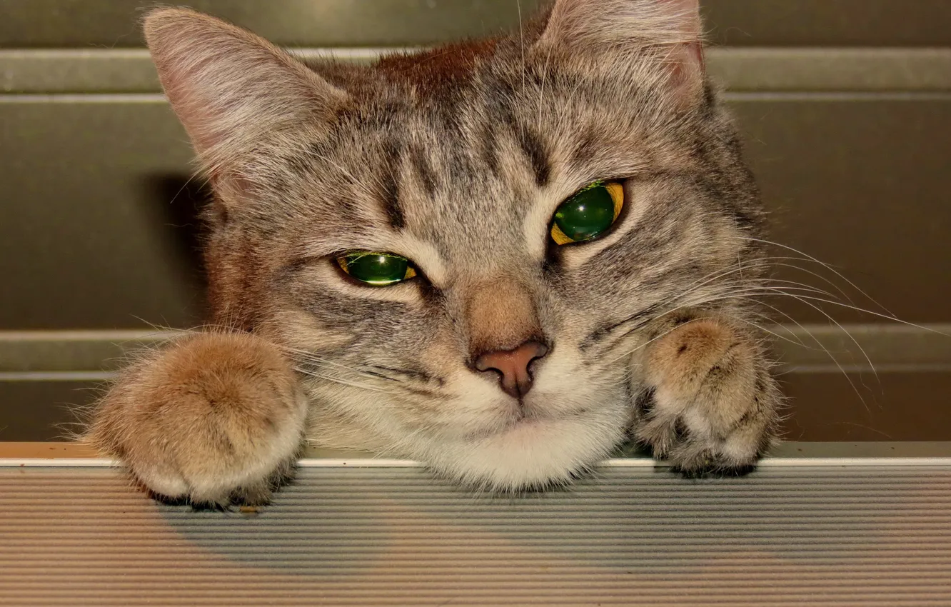 Photo wallpaper cat, eyes, cat, look, face