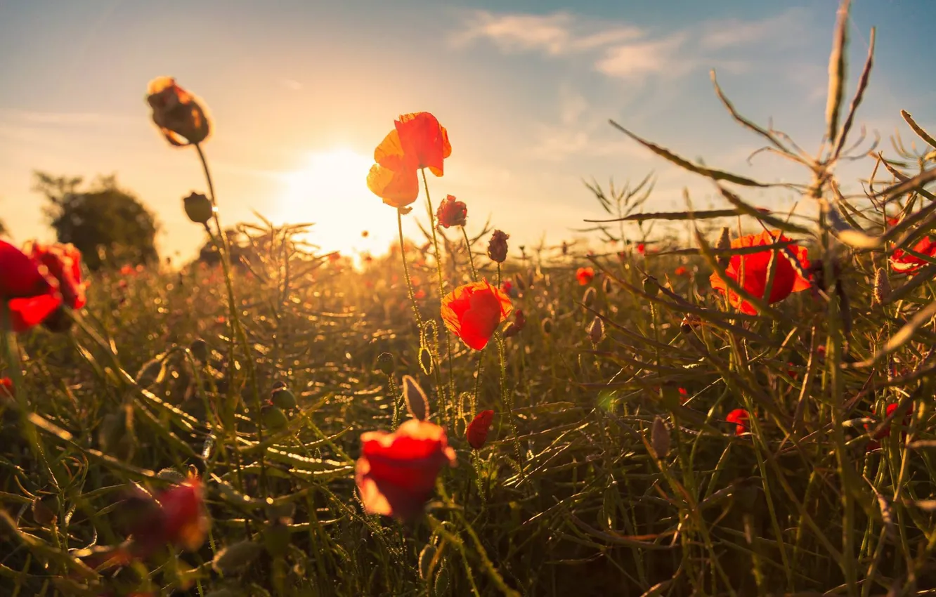 Photo wallpaper field, flowers, red, Mac, buds