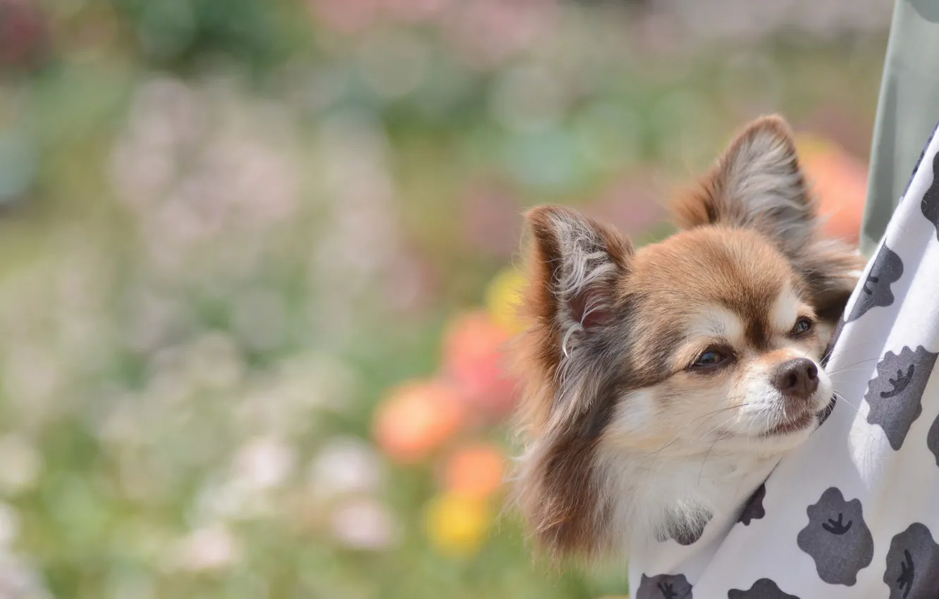 Photo wallpaper muzzle, cute, Chihuahua