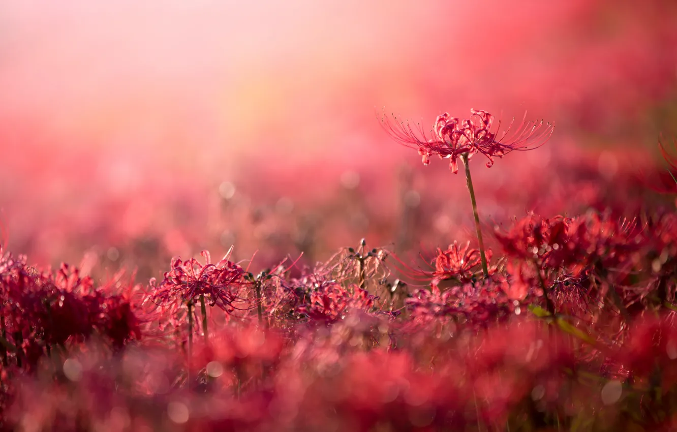 Photo wallpaper flowers, nature, background