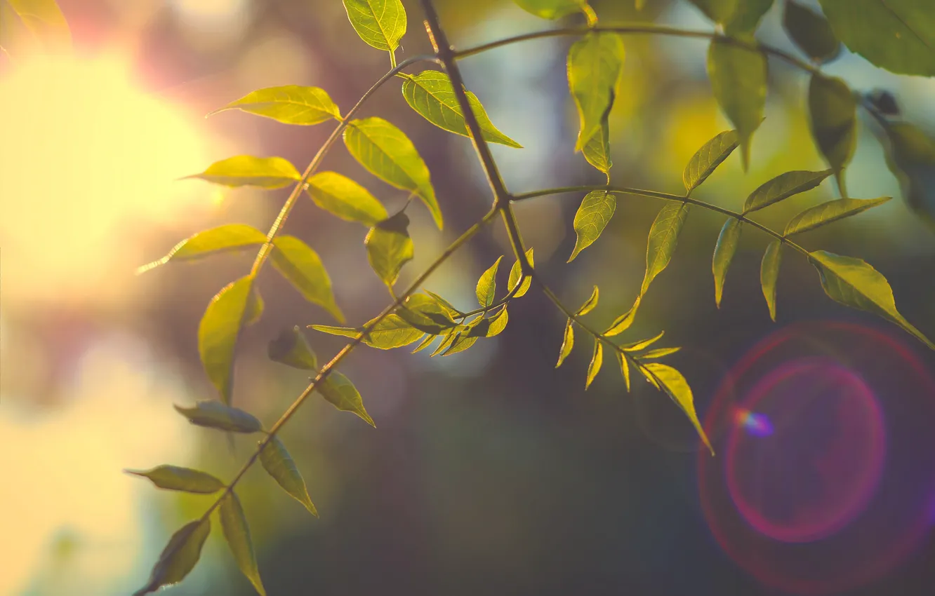 Photo wallpaper leaves, trees, branches, rays of light