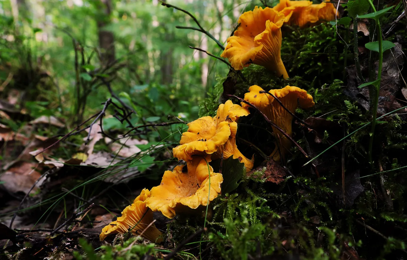 Photo wallpaper forest, mushrooms, moss, stump, Fox, family