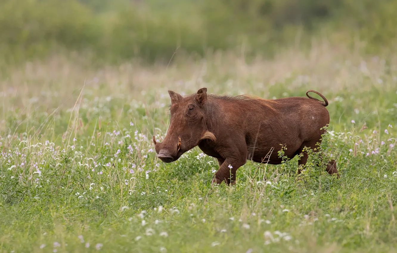Photo wallpaper grass, nature, glade, fangs, walk, boar, lawn, hog