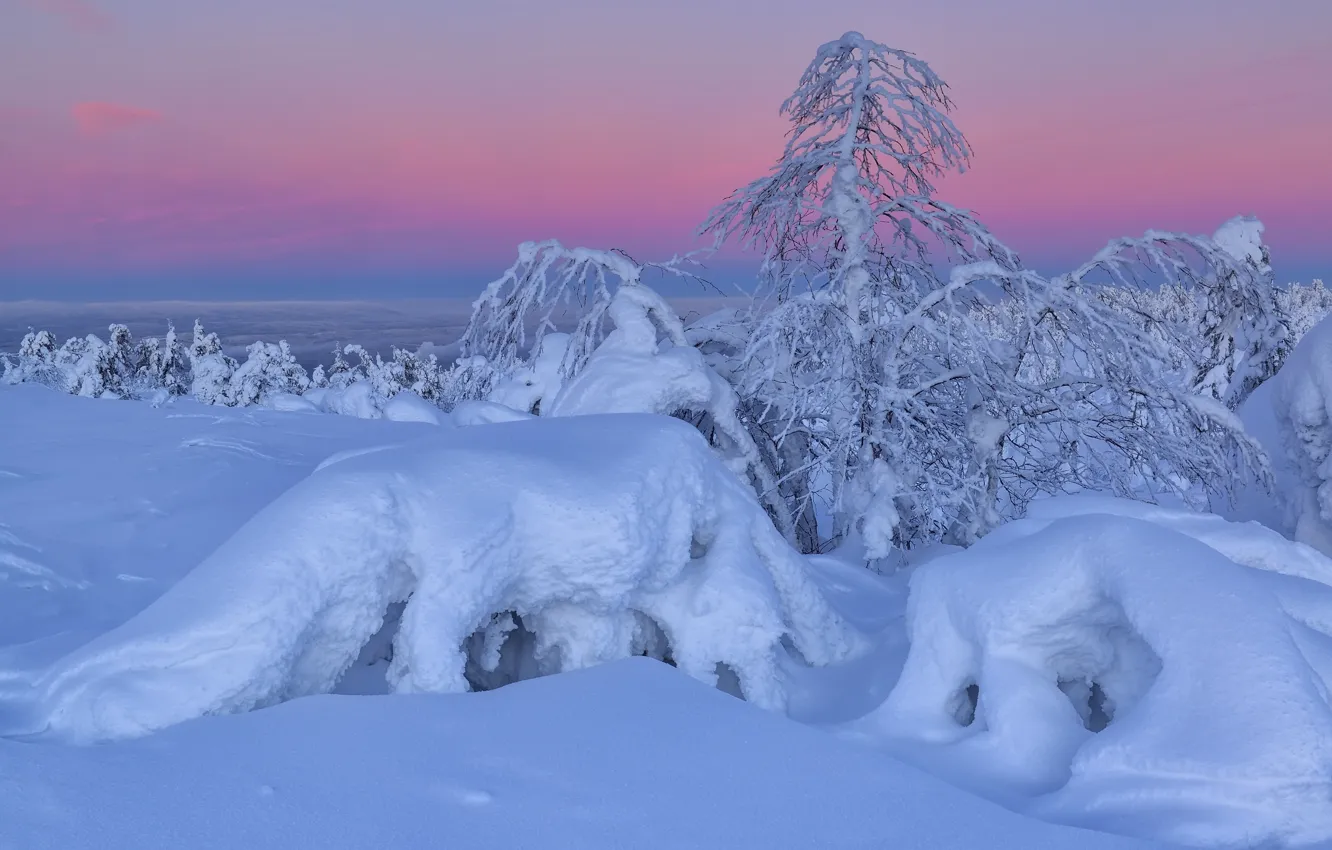 Photo wallpaper winter, snow, trees, landscape, nature, morning, the snow, The Kola Peninsula