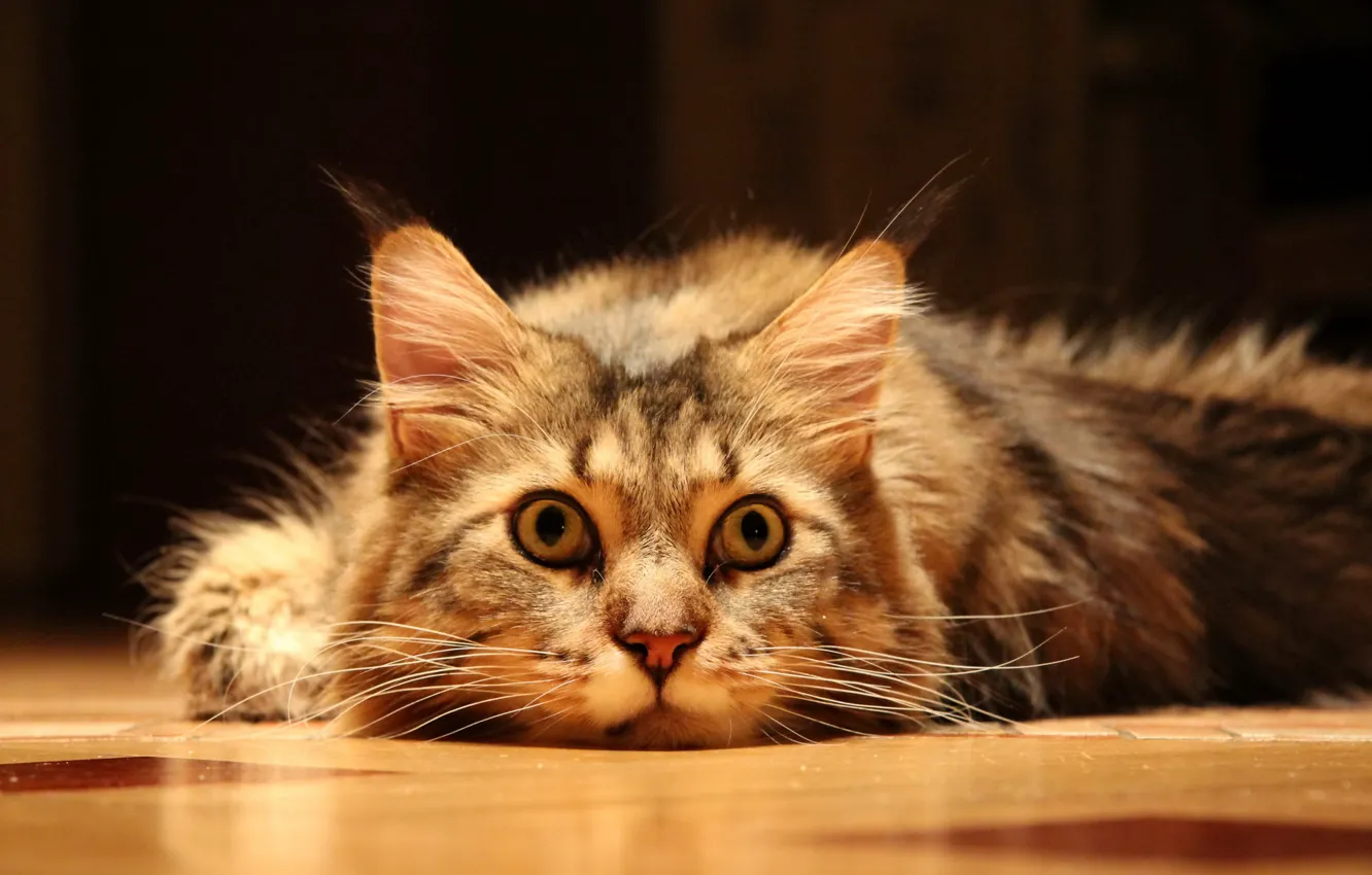Photo wallpaper cat, look, floor