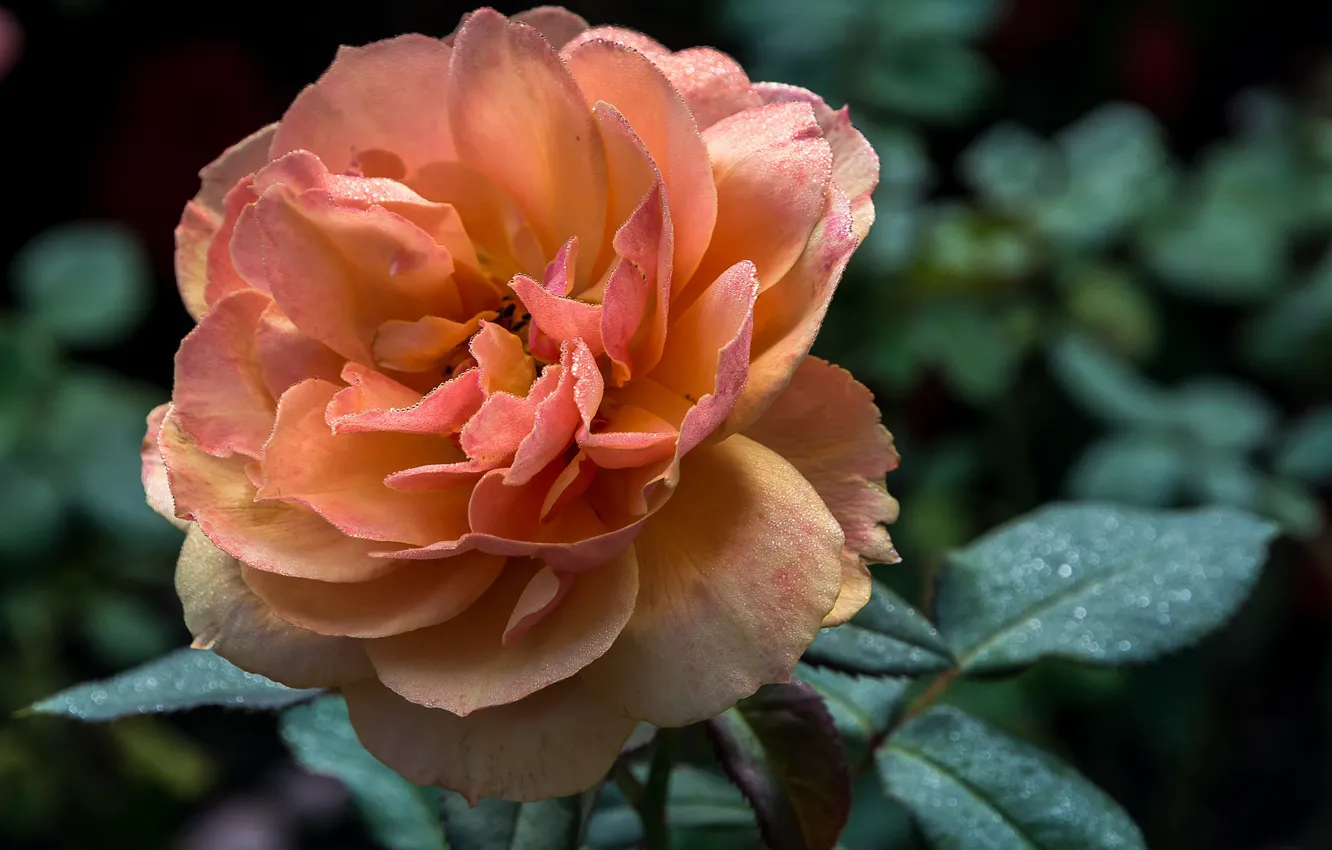 Photo wallpaper macro, orange, Rosa, roses, Orange rose