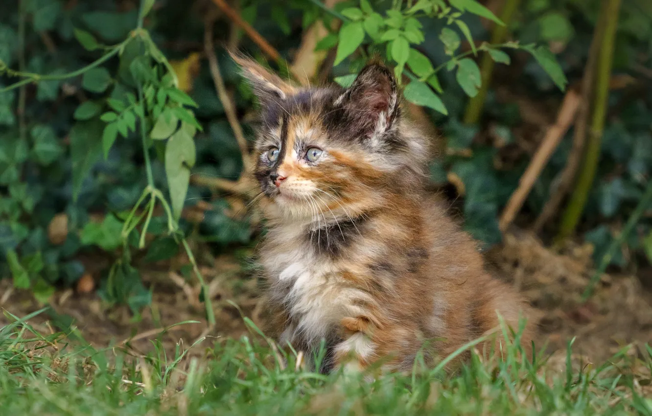 Photo wallpaper grass, baby, kitty, Maine Coon