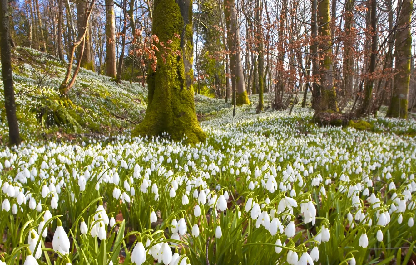 Photo wallpaper forest, trees, flowers, branches, nature, spring, snowdrops, white