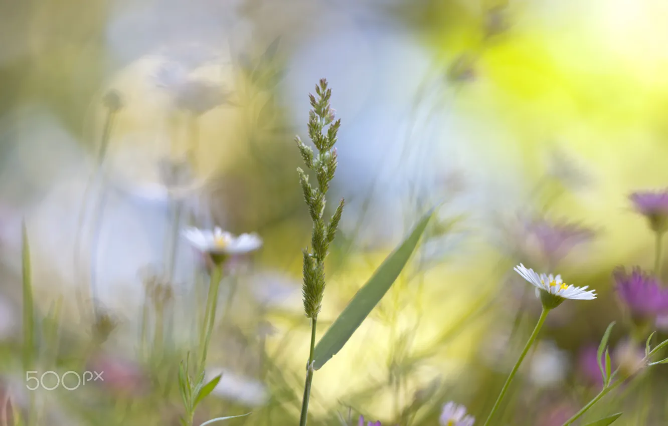 Photo wallpaper summer, plant, meadow, wildflowers