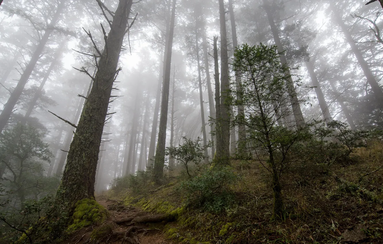 Photo wallpaper forest, trees, nature, fog, moss