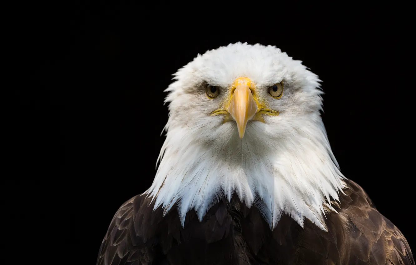 Photo wallpaper background, bird, eagle
