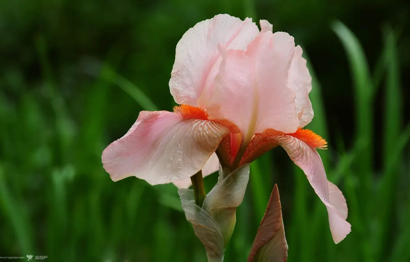 Photo wallpaper green background, iris, drops, rtwy