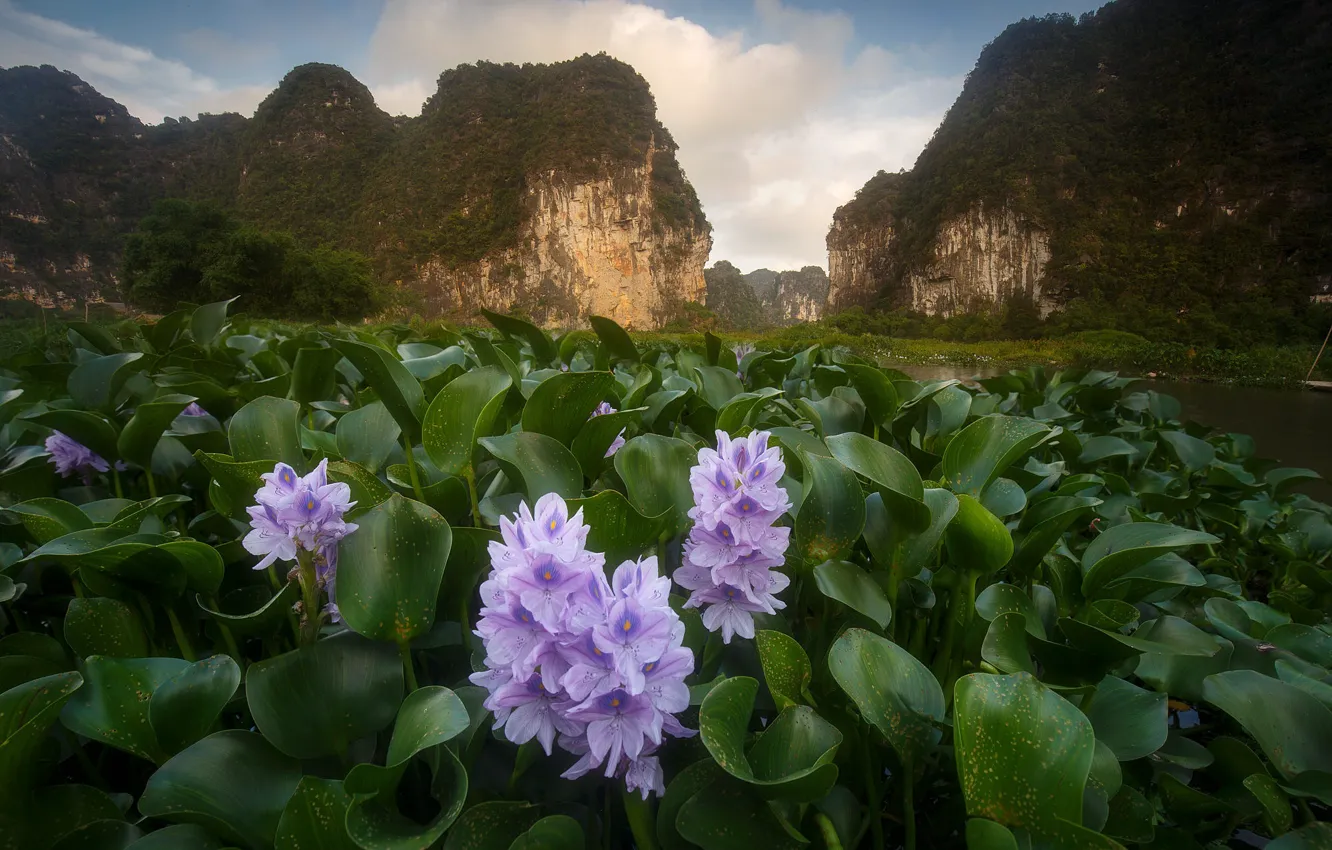 Photo wallpaper landscape, flowers, mountains, nature, spring, Vietnam, Andrey Bazanov