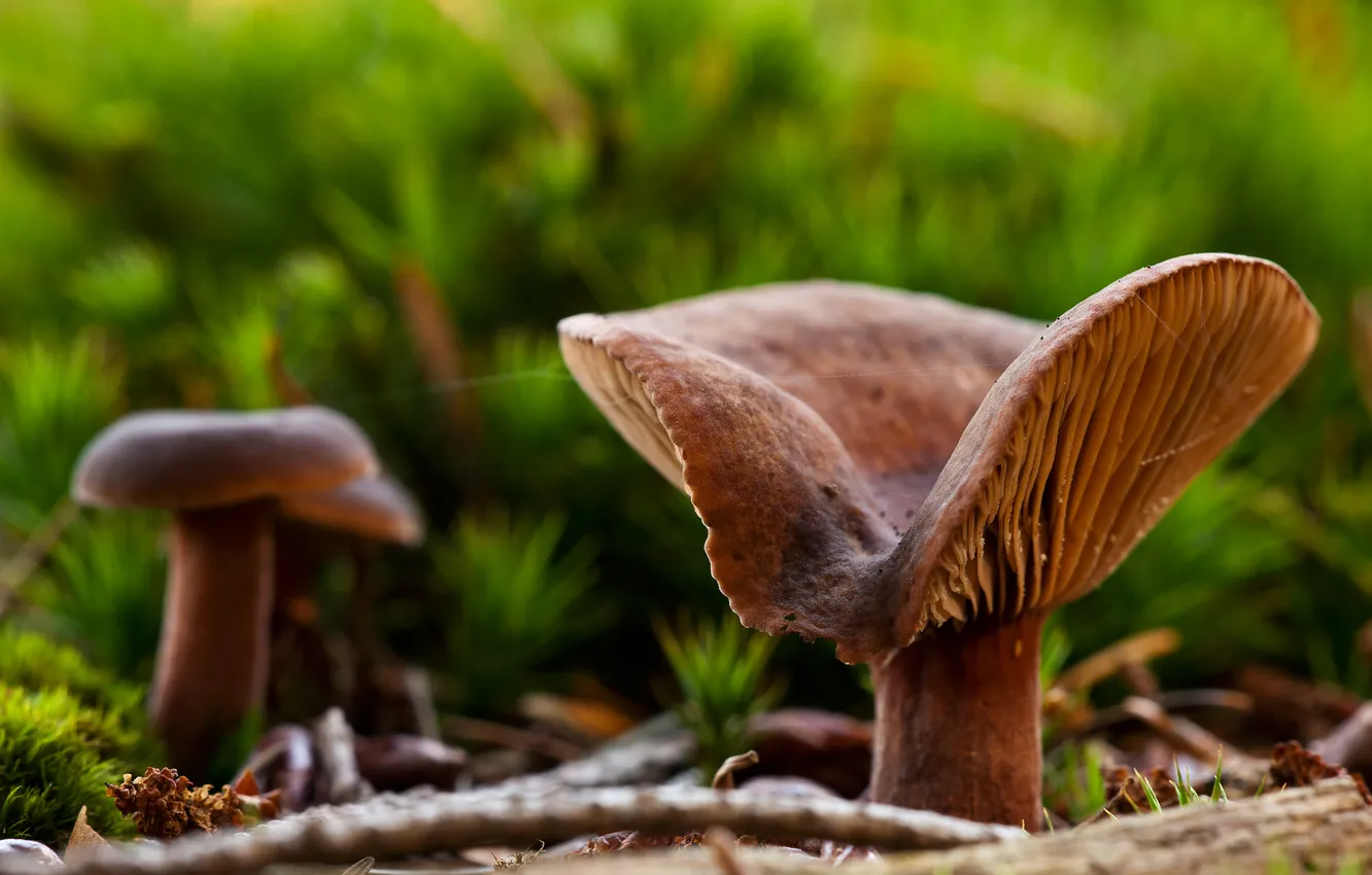 Photo wallpaper macro, mushrooms, moss, focus, bokeh, gossamer