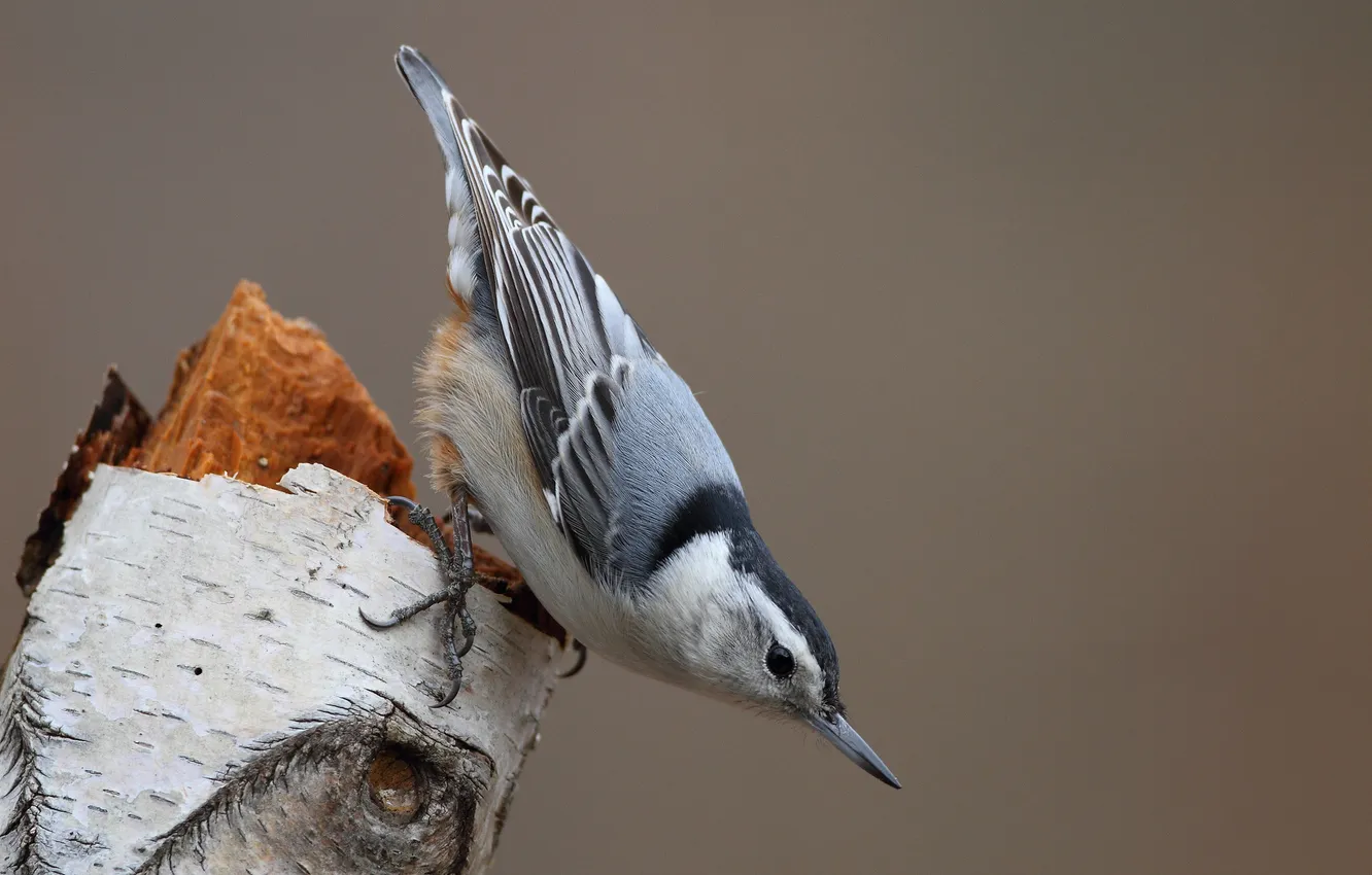 Photo wallpaper trees, grey, bird, stump, trunk, bark