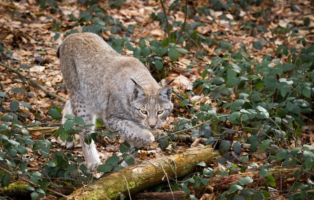 Photo wallpaper cat, leaves, branches, log, lynx