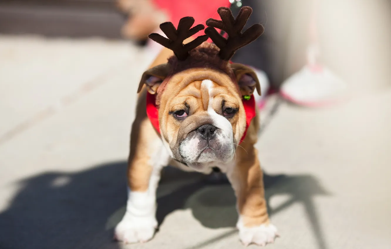 Photo wallpaper look, each, dog