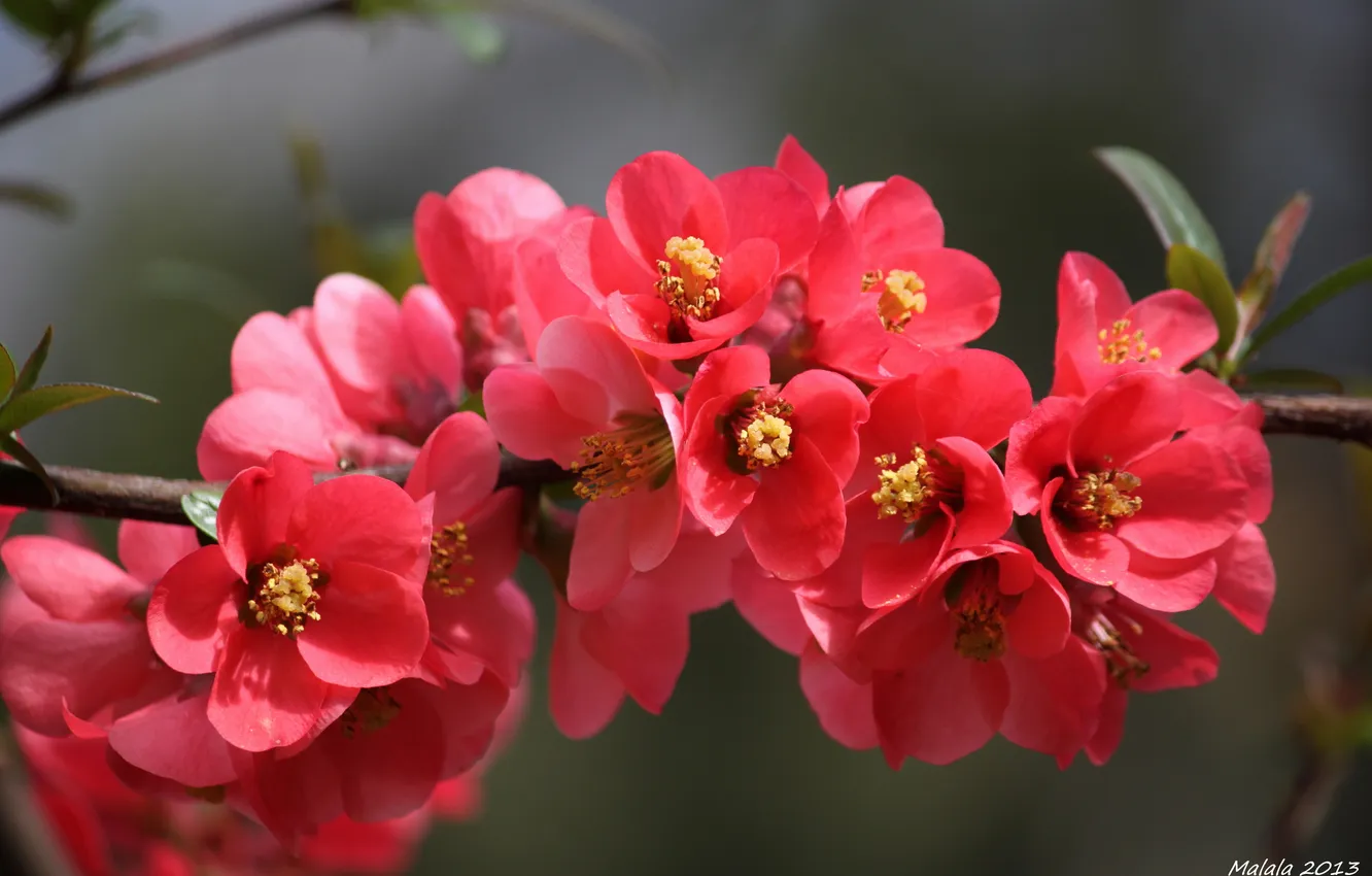 Photo wallpaper macro, red, sprig, flowers