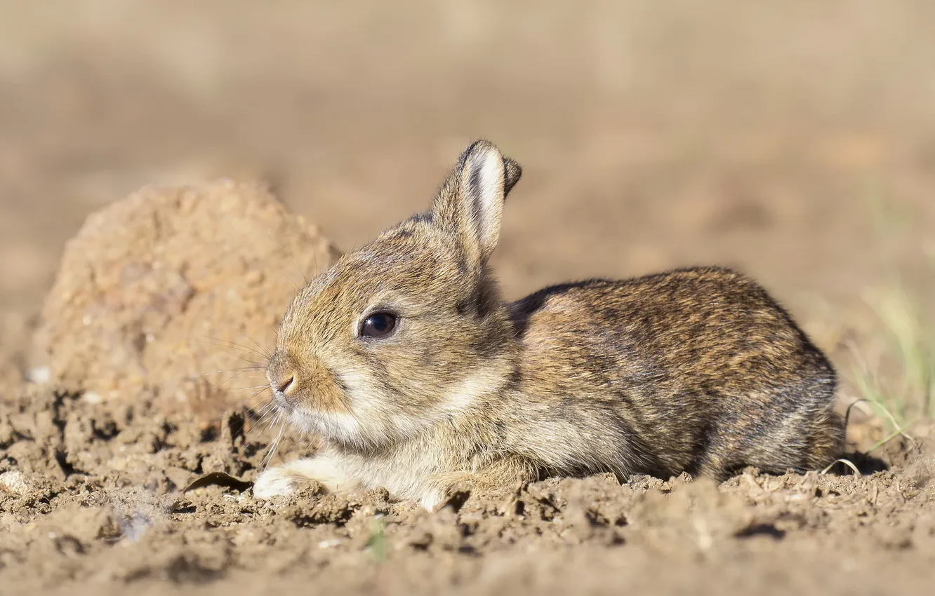 Photo wallpaper nature, background, hare