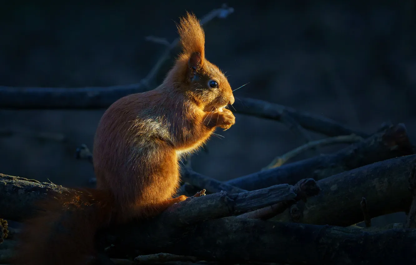 Photo wallpaper branches, protein, rodent