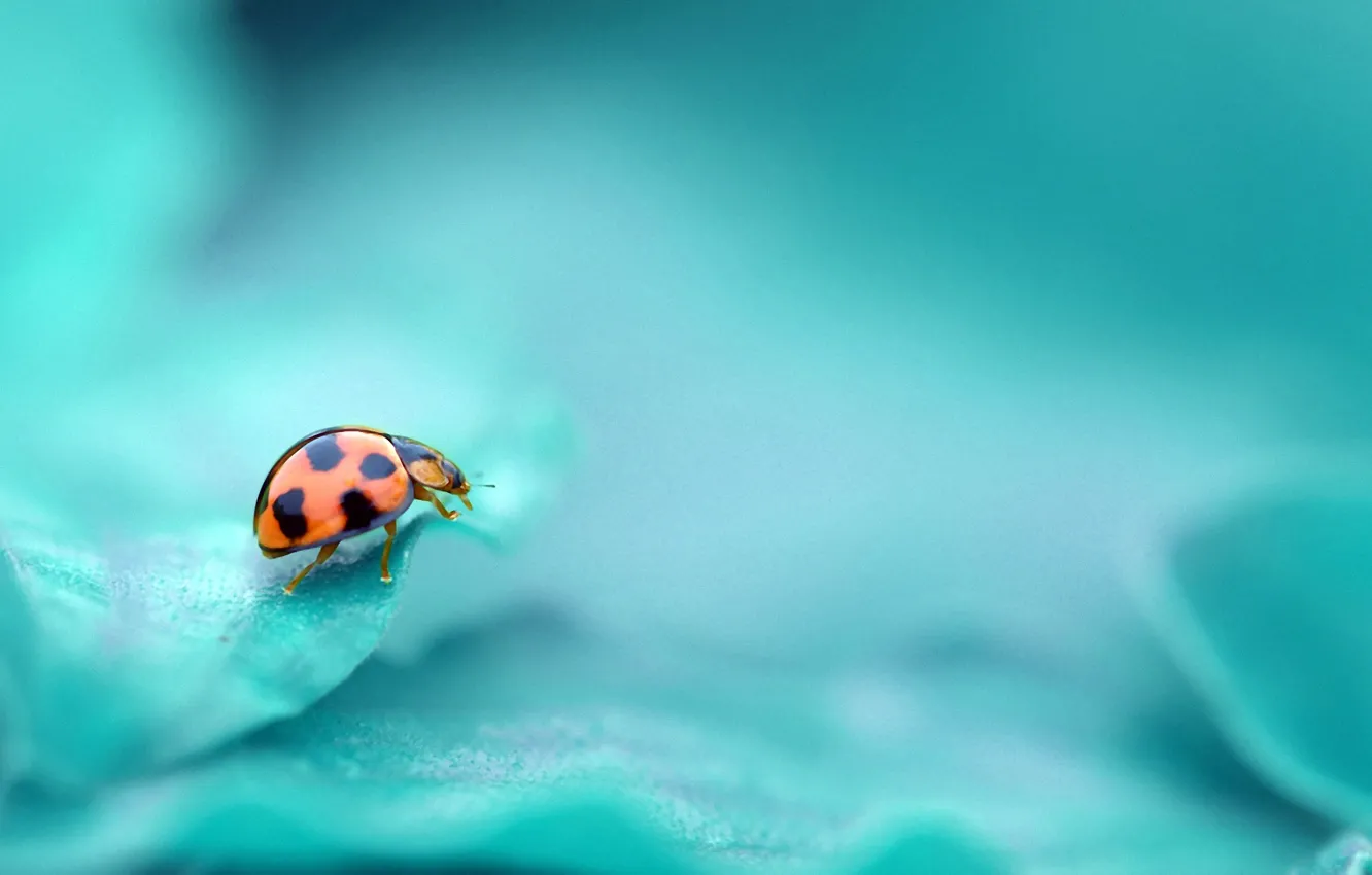 Photo wallpaper background, color, ladybug, insect, turquoise