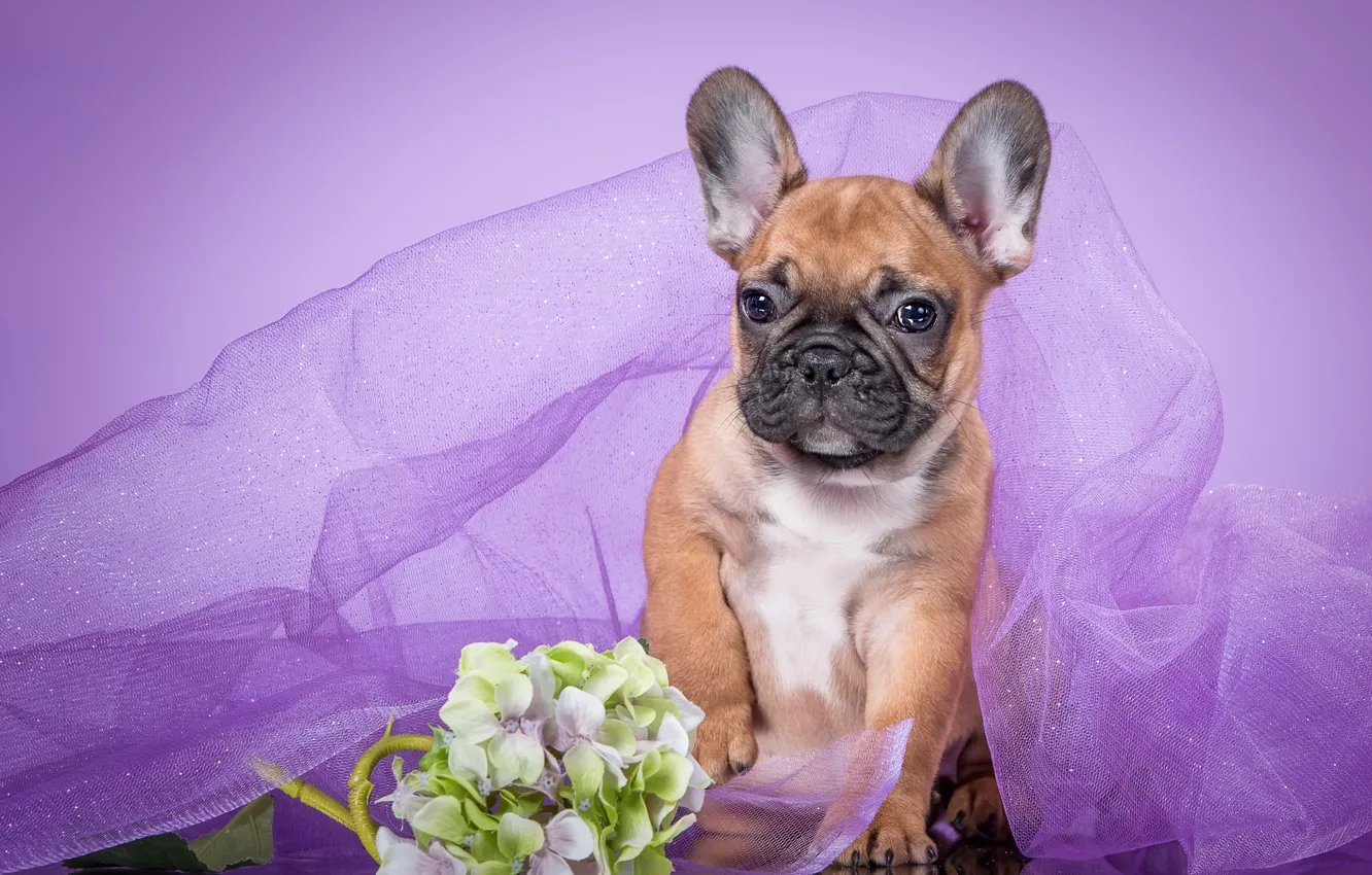 Photo wallpaper purple, puppy, veil, French bulldog, hydrangea