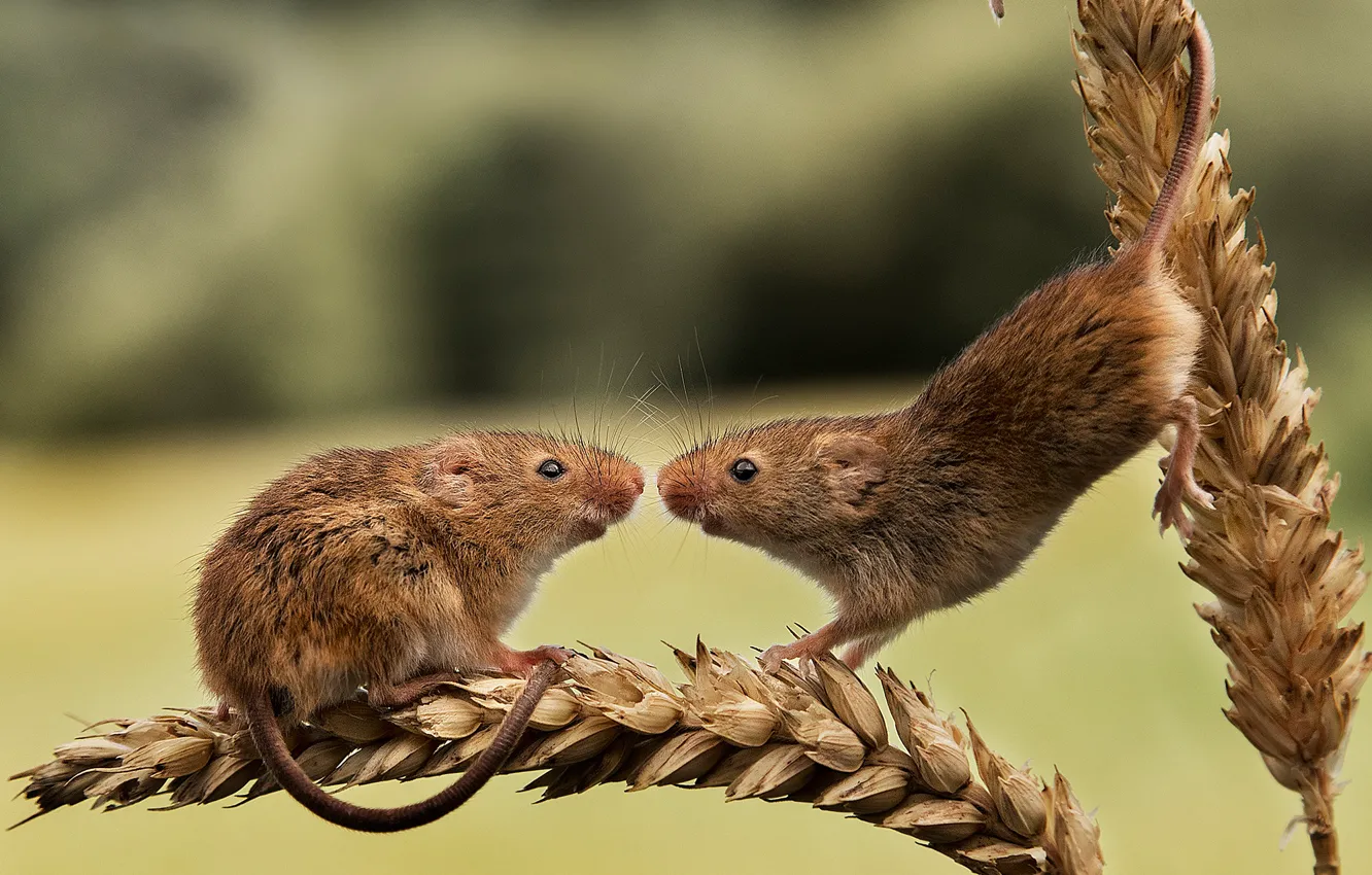 Photo wallpaper pair, ears, rodents, Harvest Mouse, The mouse is tiny, two mice