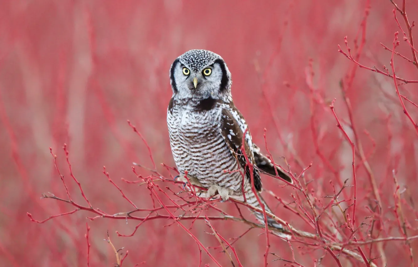 Photo wallpaper branches, background, owl, bird, Hawk owl