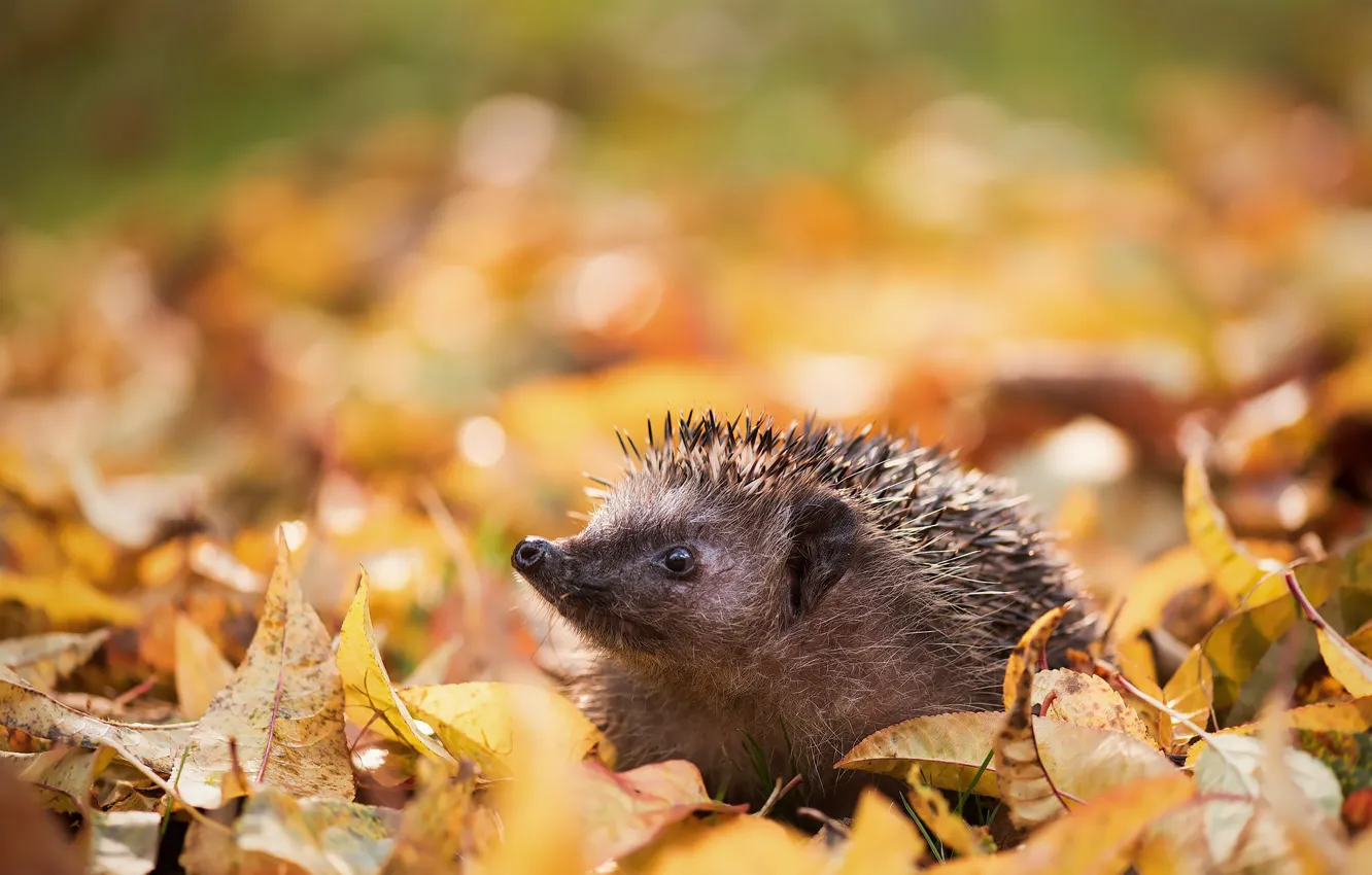 Photo wallpaper leaves, needles, hedgehog